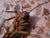 How to prevent cockroaches spread